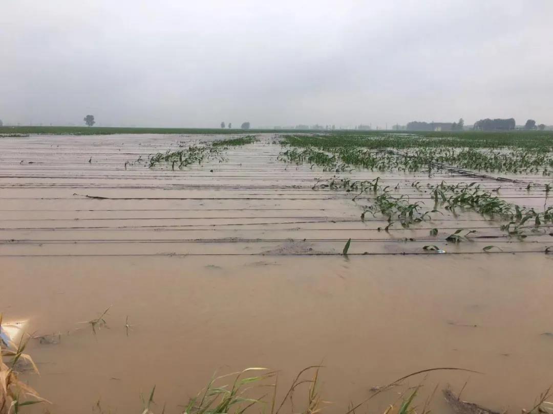 【乳报·聚焦】“豫”难而上的中原牛人“太中了”! 【乳报·聚焦】“豫”难而上的中原牛人“太中了”!