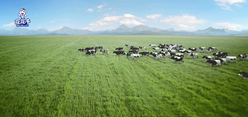 荣誉 | “百家牛场青贮质量评鉴活动”花花牛新蔡瑞亚牧业、河南合源乳业分别荣获一、三等奖 荣誉 | “百家牛场青贮质量评鉴活动”花花牛新蔡瑞亚牧业、河南合源乳业分别荣获一、三等奖