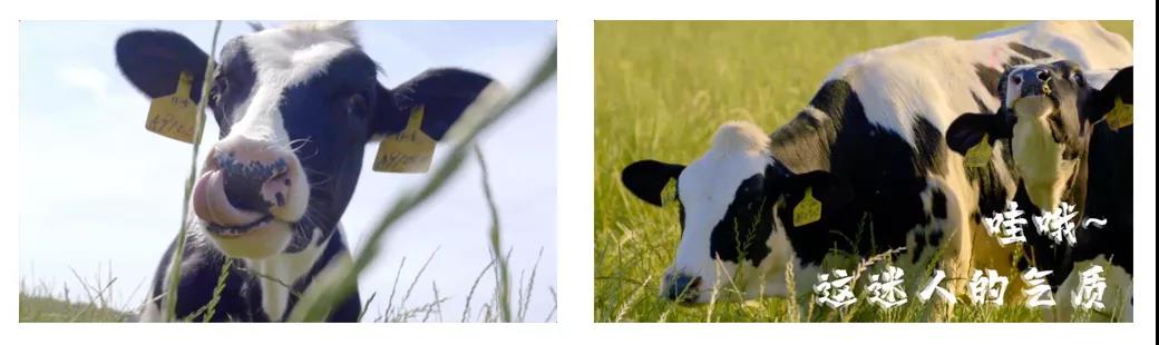 荣誉 | 2019年度河南省美丽牧场名单新鲜出炉 花花牛乳业集团旗下六个牧场榜上有名 荣誉 | 2019年度河南省美丽牧场名单新鲜出炉 花花牛乳业集团旗下六个牧场榜上有名