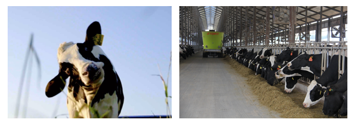 荣誉 | 2019年度河南省美丽牧场名单新鲜出炉 花花牛乳业集团旗下六个牧场榜上有名 荣誉 | 2019年度河南省美丽牧场名单新鲜出炉 花花牛乳业集团旗下六个牧场榜上有名