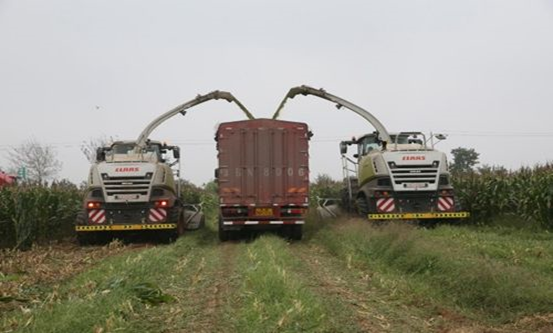 HTH华体会体育登录入口-hth.com
 2020年玉米青贮采购信息