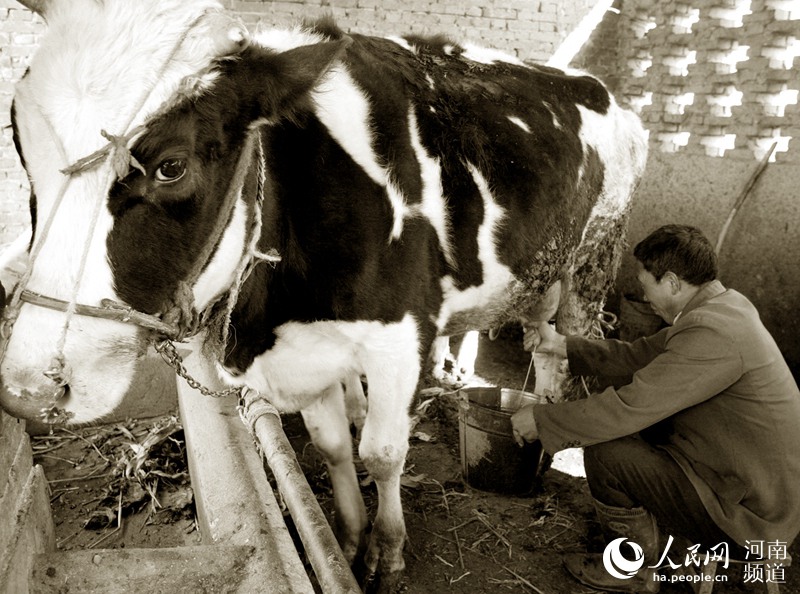 河南第一瓶消毒牛奶:从“奢侈品”到日常饮品 河南第一瓶消毒牛奶:从“奢侈品”到日常饮品