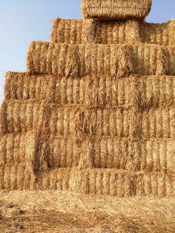 HTH华体会体育登录入口-hth.com
 2020年小麦秸秆订单采购信息